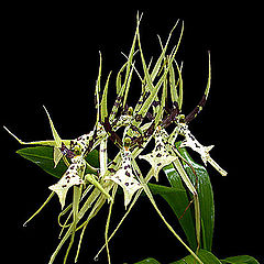 фото "Орхидея-паук"