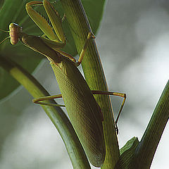 photo "Mantis (in sunset light)"