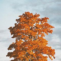 photo "``Maple tree`` from series Fall"