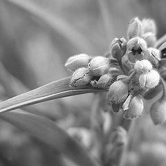 photo "Evning buds"