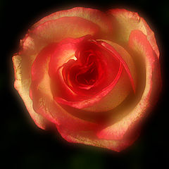 photo "Name of the Rose"
