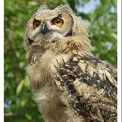 photo "Fledgling Eagle Owl"