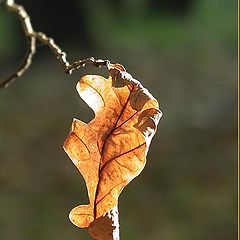 photo "Instants of autumn"