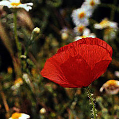 photo "Amapola"