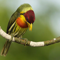 фото "Lemon-Throated Barbet"