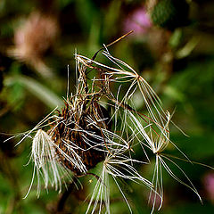 photo "Cascade"