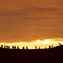 photo "Sunset birds"