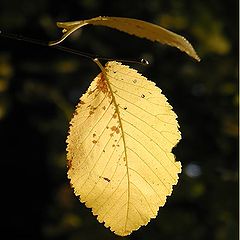 photo "Color of autumn"