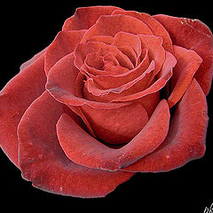 фото "Red Rose"
