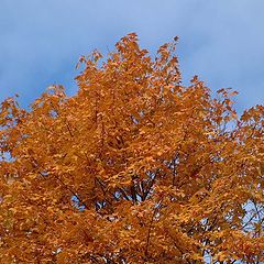 фото "Tree in the sky..."