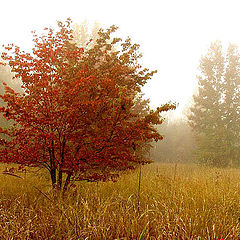 photo "October Fog"