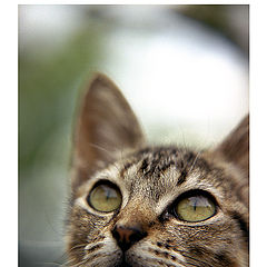 фото "Litle cat"