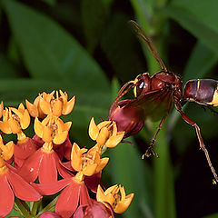 photo "Brake and hang!"