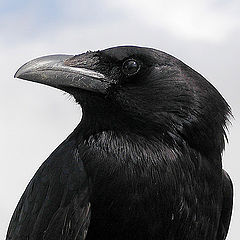 photo "Mr. Crow"