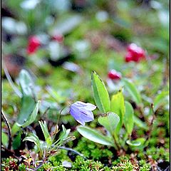 photo "NordLand BellFlower"