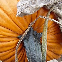 photo "Ripe Pumpkin"