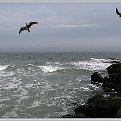 photo "the sea gulls, waves, stone... ocean"