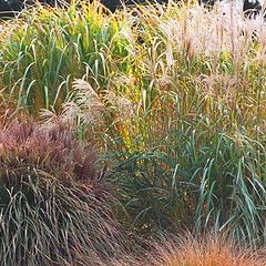 photo "Colorful Grasses"