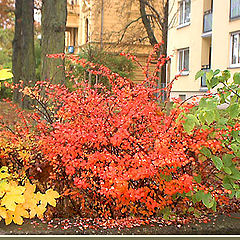 photo "Three colors of an autumn"