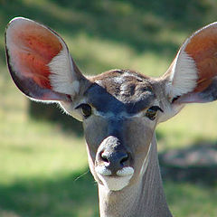 photo "Greater Kudu"