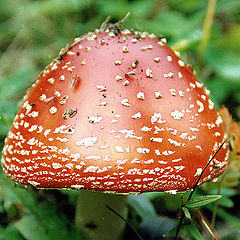 photo "Fly agaric"