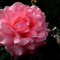 photo "rose"