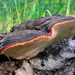 photo "Mushroom"