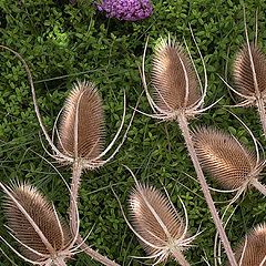 photo "dipsacus on thyme (repost)"