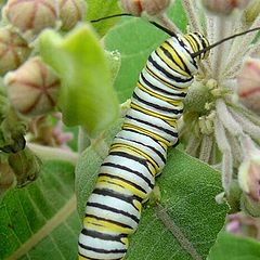 photo "Future Monarch"