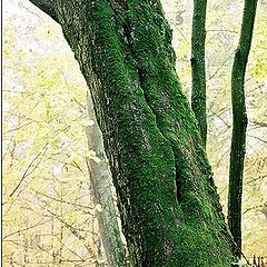 фото "Autumn tree"