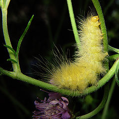 фото "Yellow Wooly Bear"