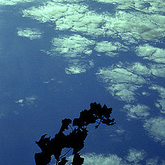 photo "Leaves in The Sky"