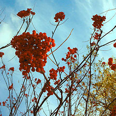 фото "Autumn: Red On Blue"