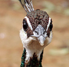 photo "Peacock is majestic bird ..."