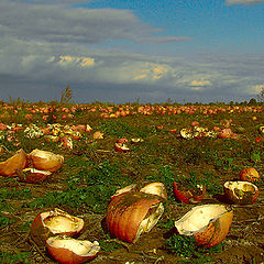 photo "Field of miracles"