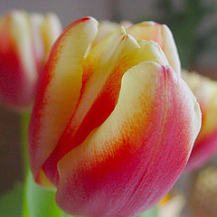 photo "Tulips"