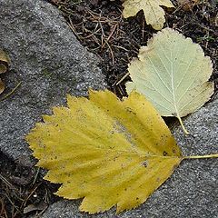 photo "time of autumn"