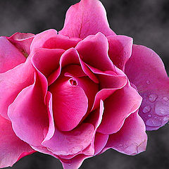 photo "Rose"