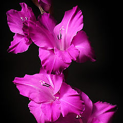 фото "Magenta Rhythm"