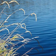 photo "Weeds and Water"