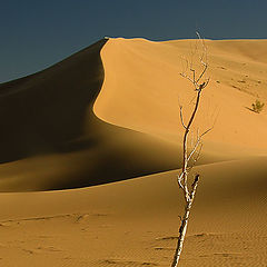 фото "Dead Tree (DuneIII)"