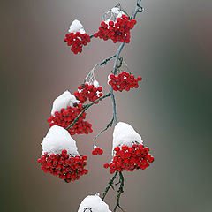 photo "Mountain ash..!"