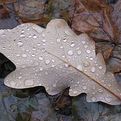 photo "Light tears of autumn."