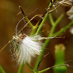 photo "Waiting for the Wind"