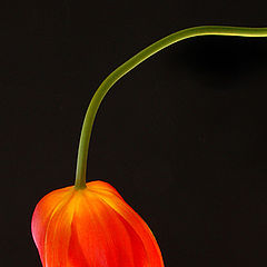 фото "tulip"