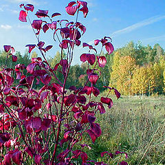 photo "Paints of an autumn"