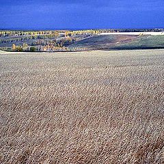 фото "Преред грозой"