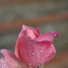 фото "Rose in the morning"