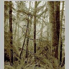 photo "in thickets (USA, WA)"