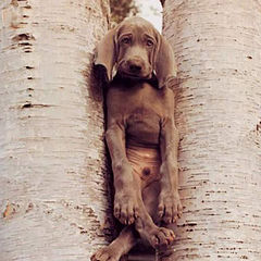 фото "Dog-in-Tree"